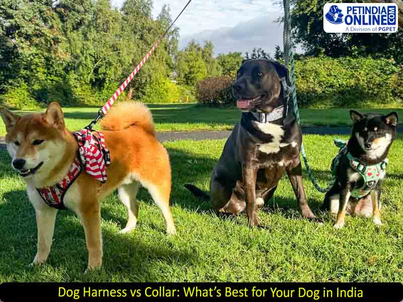 Dog Harness vs Collar: What’s Best for Your Dog in India?