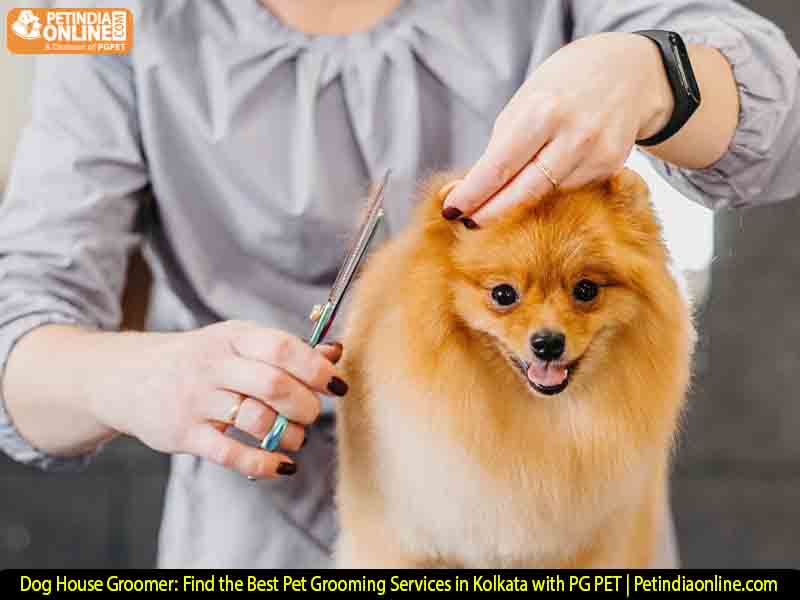 Dog House Groomer: Find the Best Pet Grooming Services in Kolkata with PG PET | Petindiaonline.com