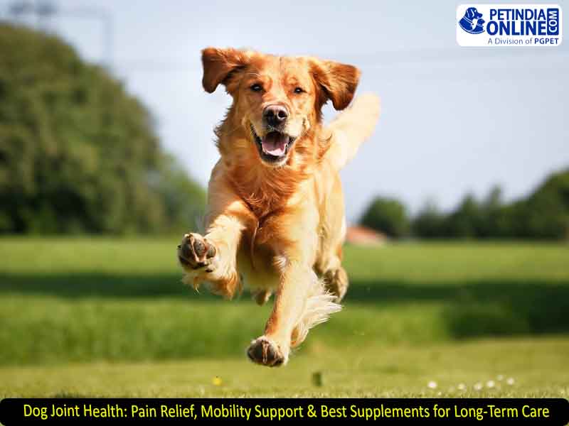 Dog Joint Health: Pain Relief, Mobility Support & Best Supplements for Long-Term Care