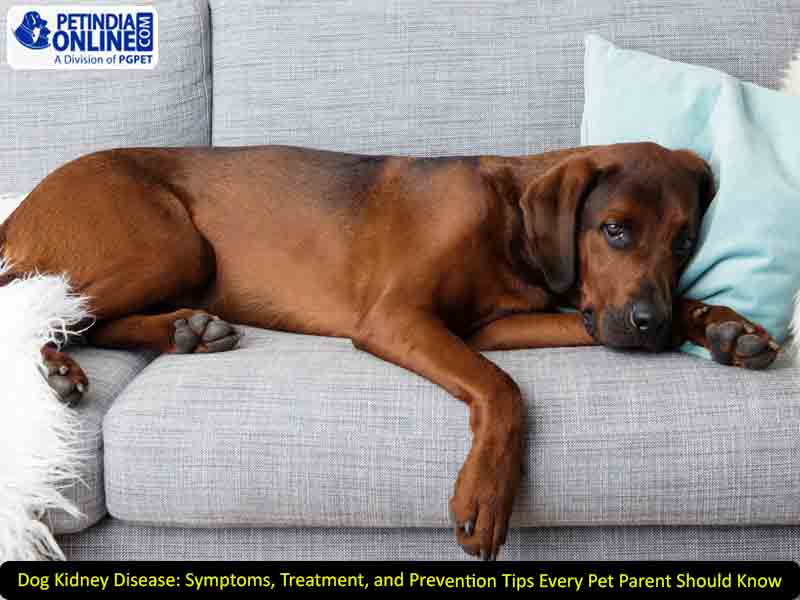 Dog Kidney Disease: Symptoms, Treatment, and Prevention Tips Every Pet Parent Should Know