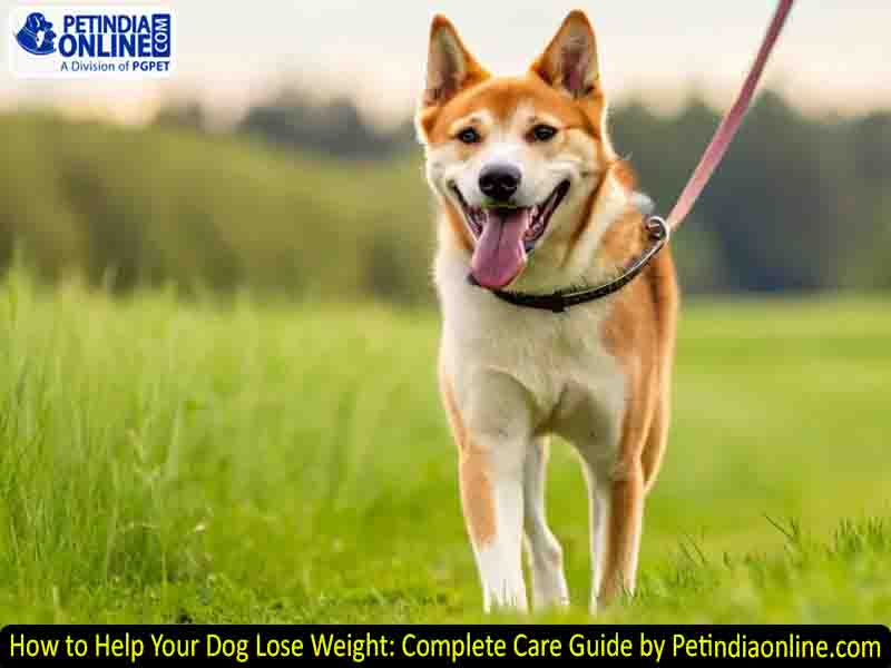How to Help Your Dog Lose Weight: Complete Care Guide by Petindiaonline.com