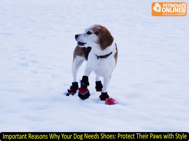 Important Reasons Why Your Dog Needs Shoes: Protect Their Paws with Style