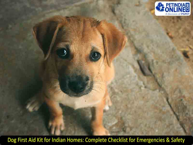 Dog Parvovirus India: Early Signs, Treatment Cost & Prevention Tips
