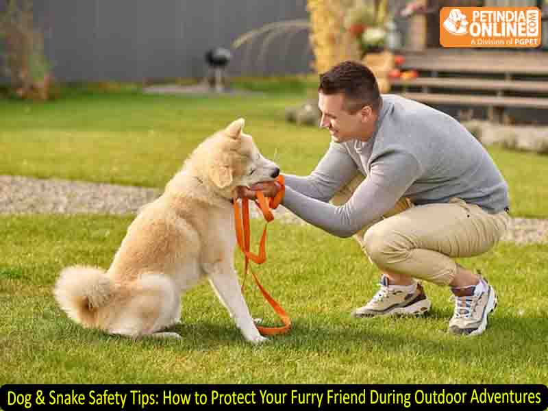 Dog & Snake Safety Tips: How to Protect Your Furry Friend During Outdoor Adventures