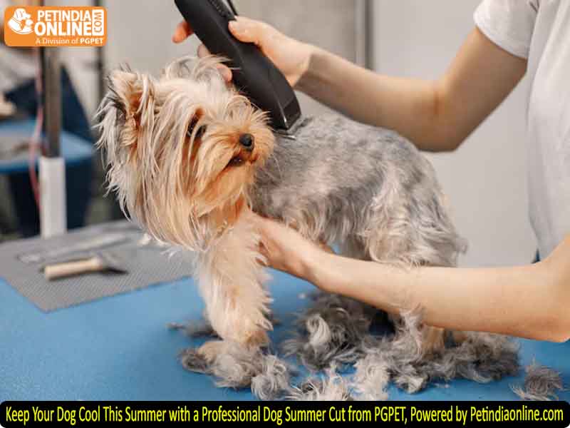 Keep Your Dog Cool This Summer with a Professional Dog Summer Cut from PGPET, Powered by Petindiaonline.com