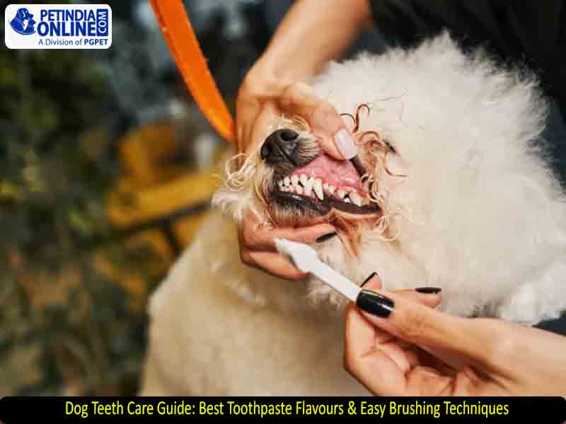 Dog Teeth Care Guide: Best Toothpaste Flavours & Easy Brushing Techniques
