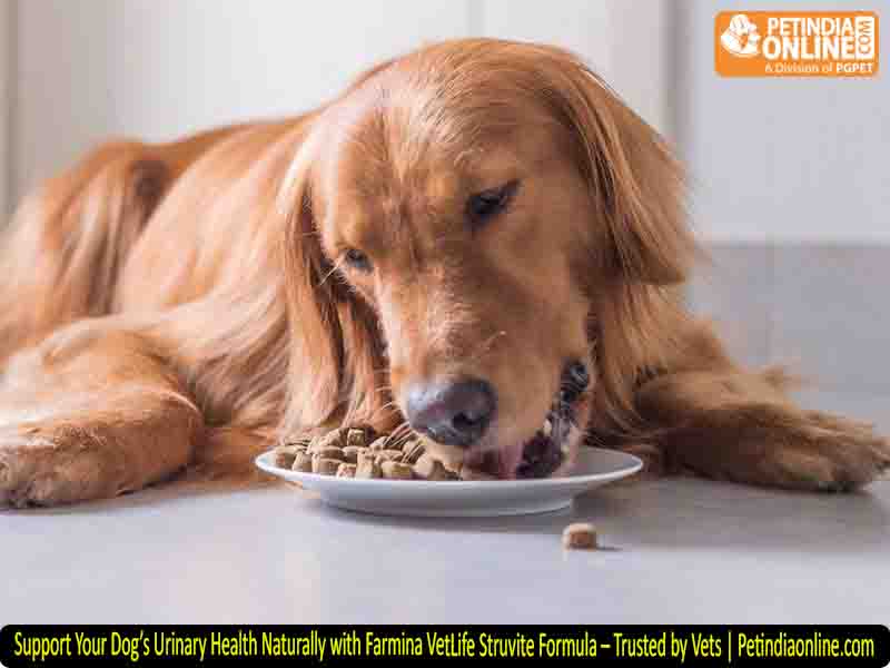 Support Your Dog’s Urinary Health Naturally with Farmina VetLife Struvite Formula – Trusted by Vets | Petindiaonline.com