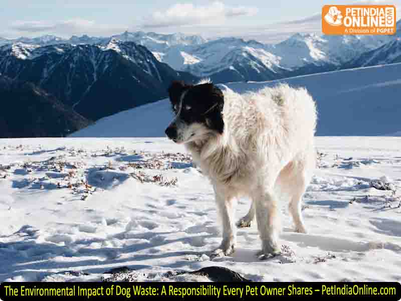 The Environmental Impact of Dog Waste: A Responsibility Every Pet Owner Shares – PetIndiaOnline.com
