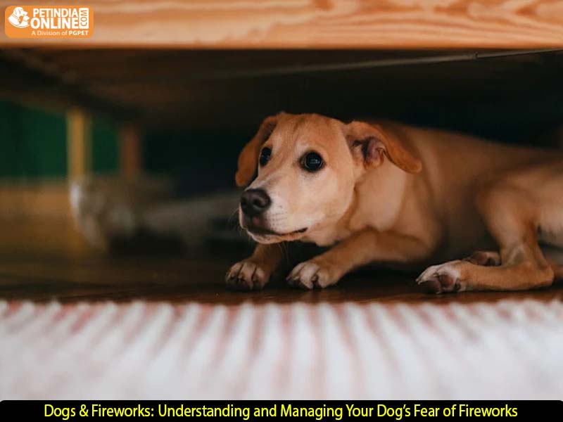 Dogs & Fireworks: Understanding and Managing Your Dog’s Fear of Fireworks