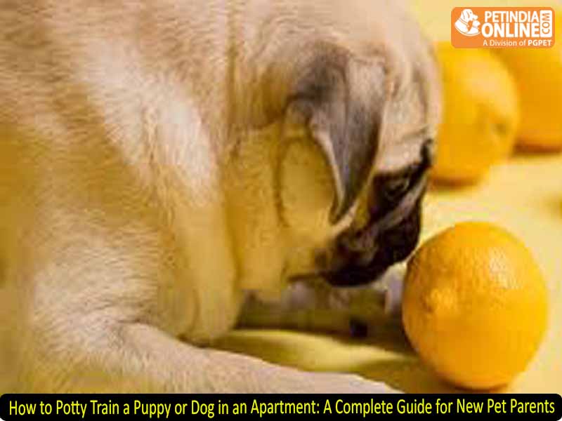 Why Do Dogs Avoid Lemon? Understanding Your Dog’s Reaction to Citrus