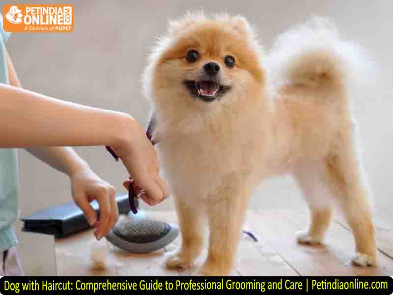Dog with Haircut: Comprehensive Guide to Professional Grooming and Care | Petindiaonline.com
