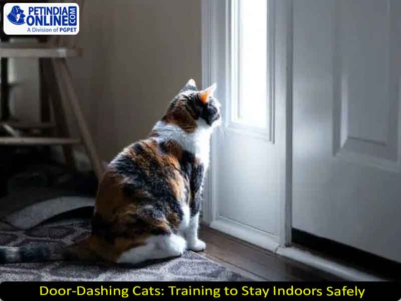 Door-Dashing Cats: Training to Stay Indoors Safely