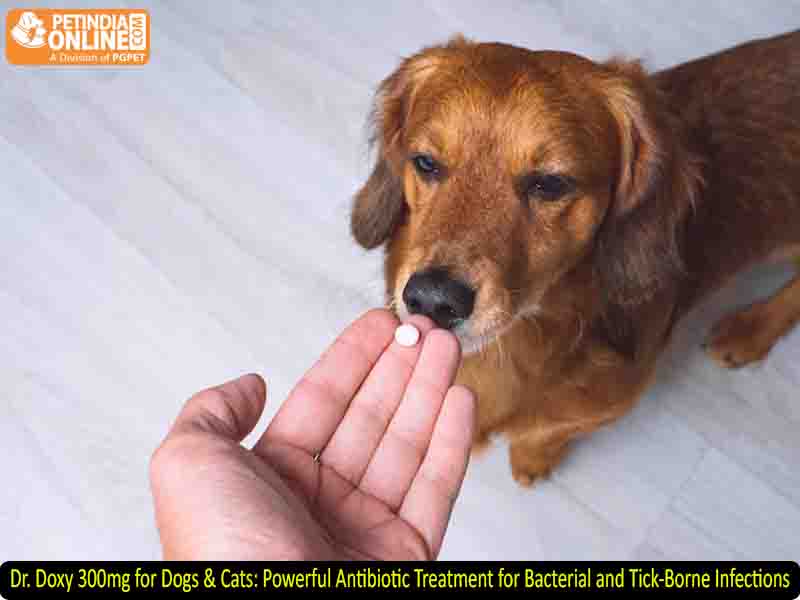 Dr. Doxy 300mg for Dogs & Cats: Powerful Antibiotic Treatment for Bacterial and Tick-Borne Infections