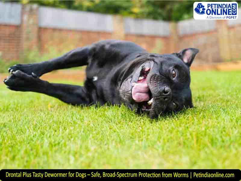 Drontal Plus Tasty Dewormer for Dogs – Safe, Broad-Spectrum Protection from Worms | Petindiaonline.com
