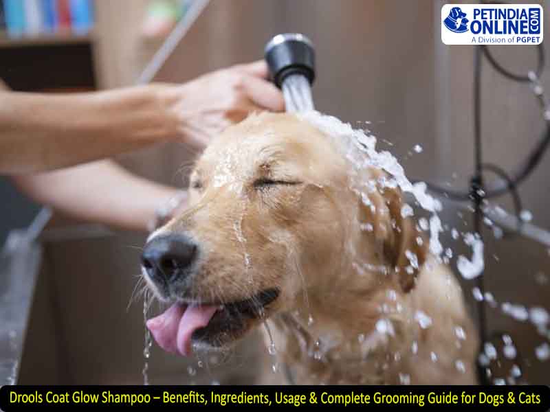 Drools Coat Glow Shampoo – Benefits, Ingredients, Usage & Complete Grooming Guide for Dogs & Cats 