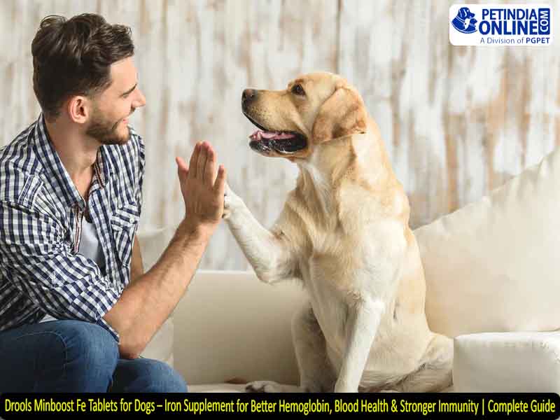 Drools Minboost Fe Tablets for Dogs – Iron Supplement for Better Hemoglobin, Blood Health & Stronger Immunity | Complete Guide