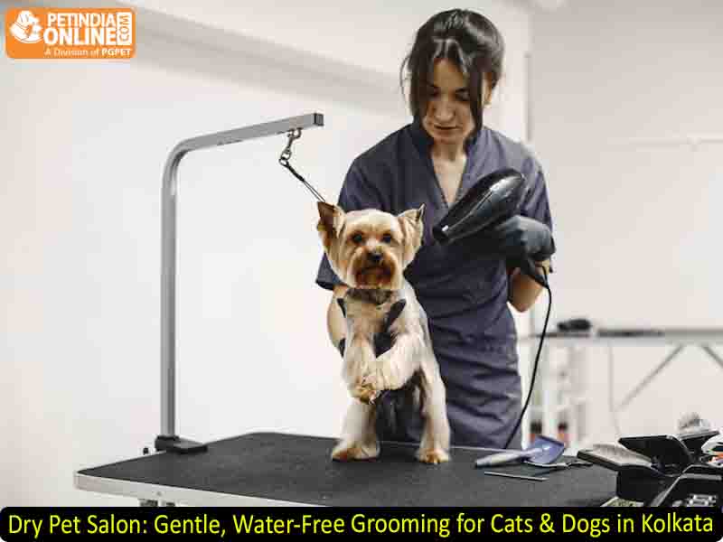 Dry Pet Salon: Gentle, Water-Free Grooming for Cats & Dogs in Kolkata
