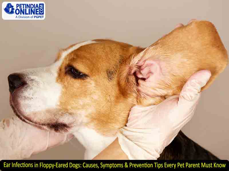 Ear Infections in Floppy-Eared Dogs: Causes, Symptoms & Prevention Tips Every Pet Parent Must Know