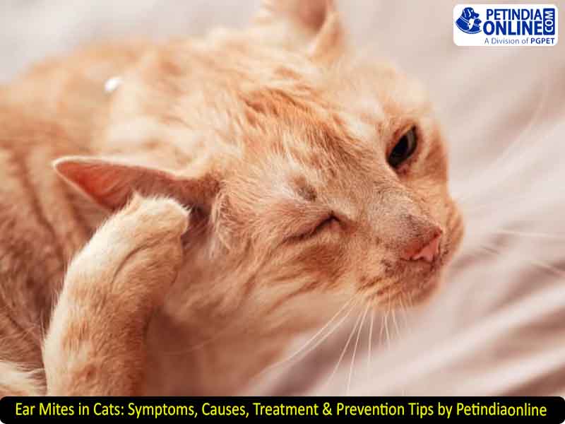 Ear Mites in Cats: Symptoms, Causes, Treatment & Prevention Tips by Petindiaonline