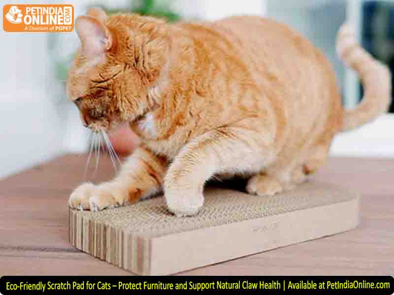 Eco-Friendly Scratch Pad for Cats – Protect Furniture and Support Natural Claw Health | Available at PetIndiaOnline.com