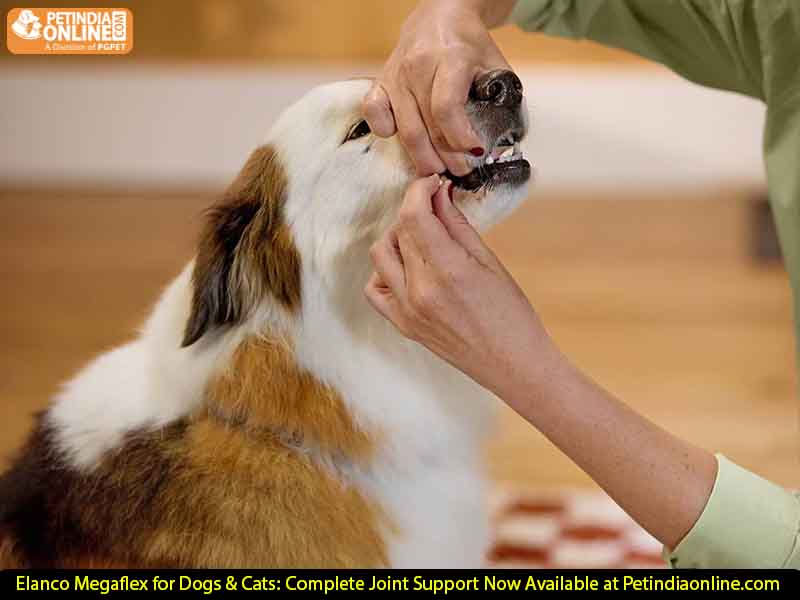 Elanco Megaflex for Dogs & Cats: Complete Joint Support Now Available at Petindiaonline.com
