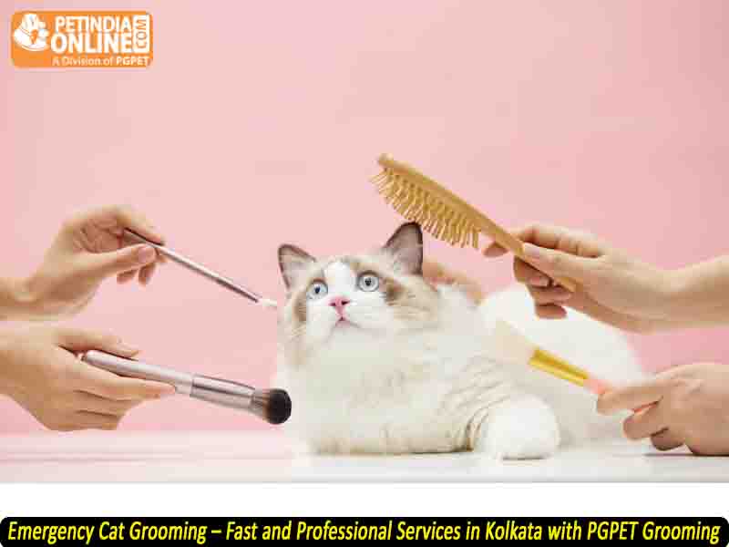 Emergency Cat Grooming – Fast and Professional Services in Kolkata with PGPET Grooming