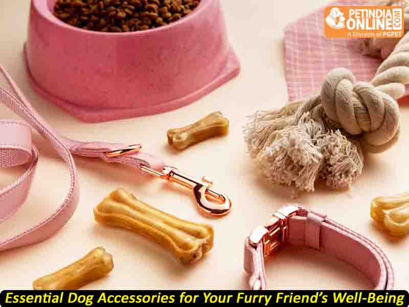Essential Dog Accessories for Your Furry Friend’s Well-Being