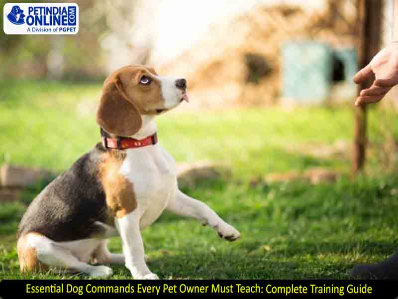 Dog Training Commands Guide Sit Stay Come More Petindiaonline