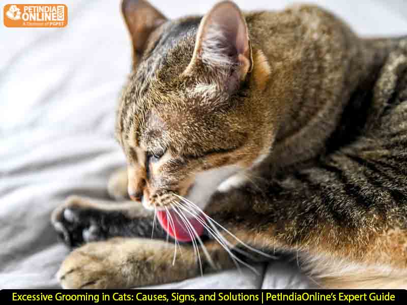 Excessive Grooming in Cats: Causes, Signs, and Solutions | PetIndiaOnline’s Expert Guide