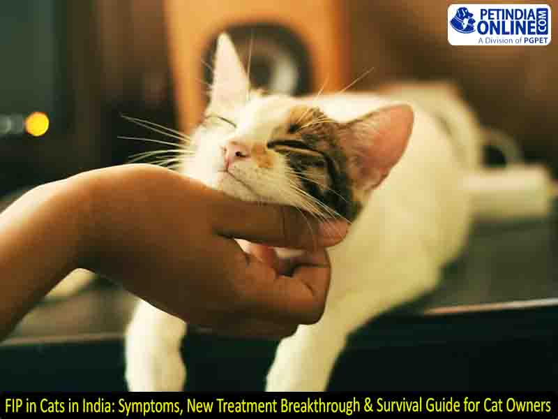 FIP in Cats in India: Symptoms, New Treatment Breakthrough & Survival Guide for Cat Owners