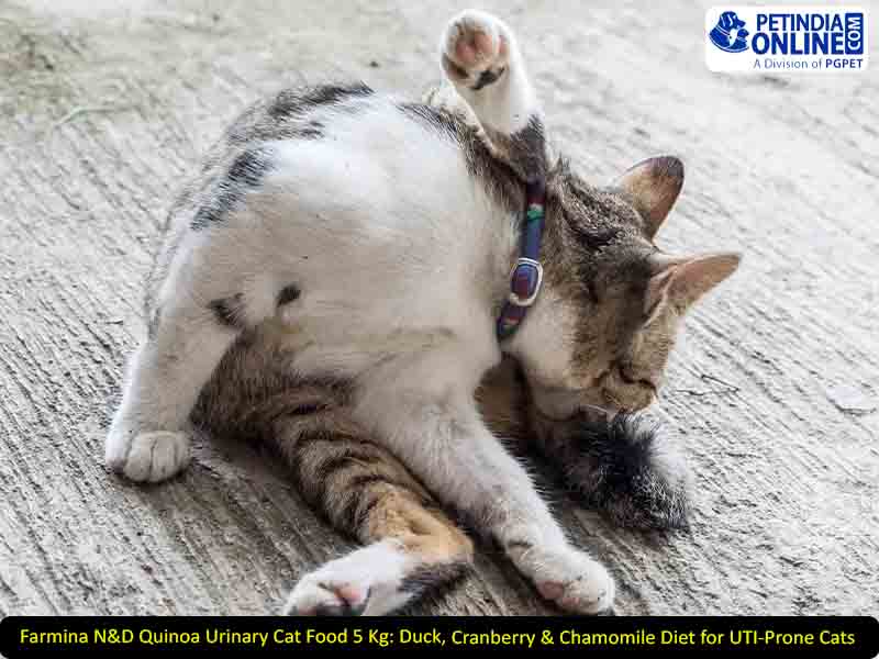 Farmina N&D Quinoa Urinary Cat Food 5 Kg: Duck, Cranberry & Chamomile Diet for UTI-Prone Cats