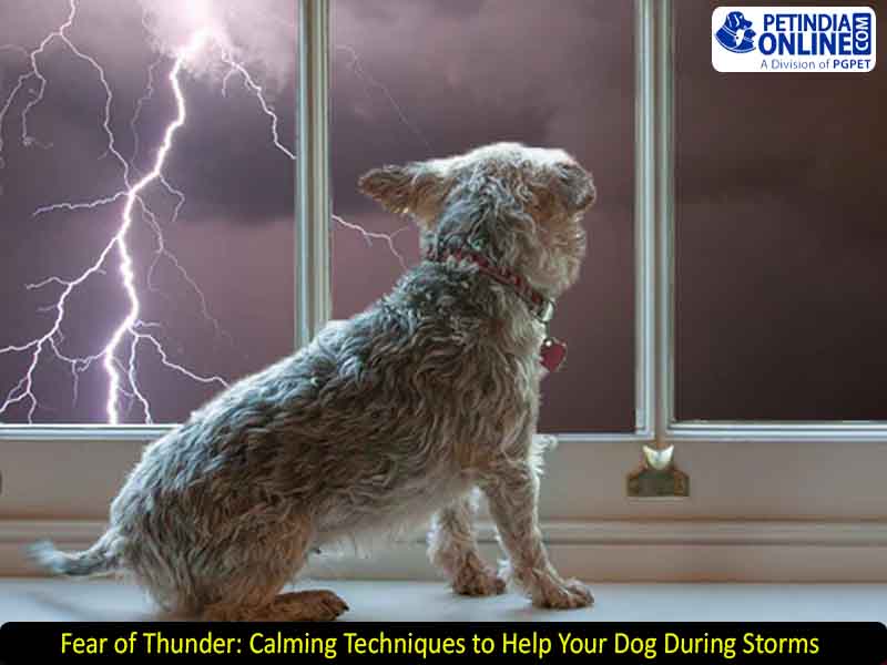 Fear of Thunder: Calming Techniques to Help Your Dog During Storms