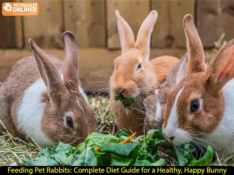 Feeding Pet Rabbits: Complete Diet Guide for a Healthy, Happy Bunny