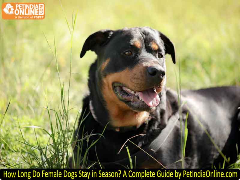 How Long Do Female Dogs Stay in Season? A Complete Guide by PetIndiaOnline.com
