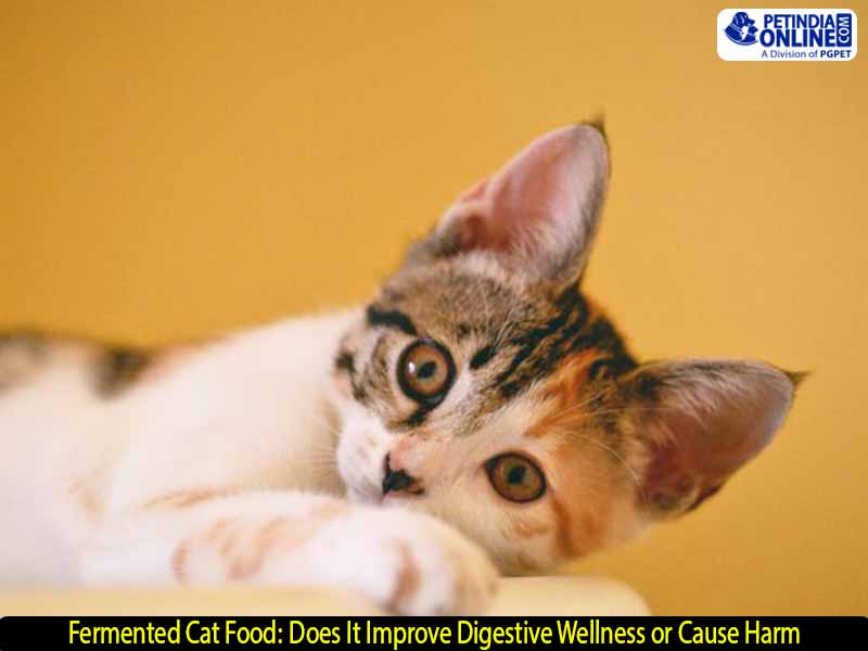 Fermented Cat Food: Does It Improve Digestive Wellness or Cause Harm?