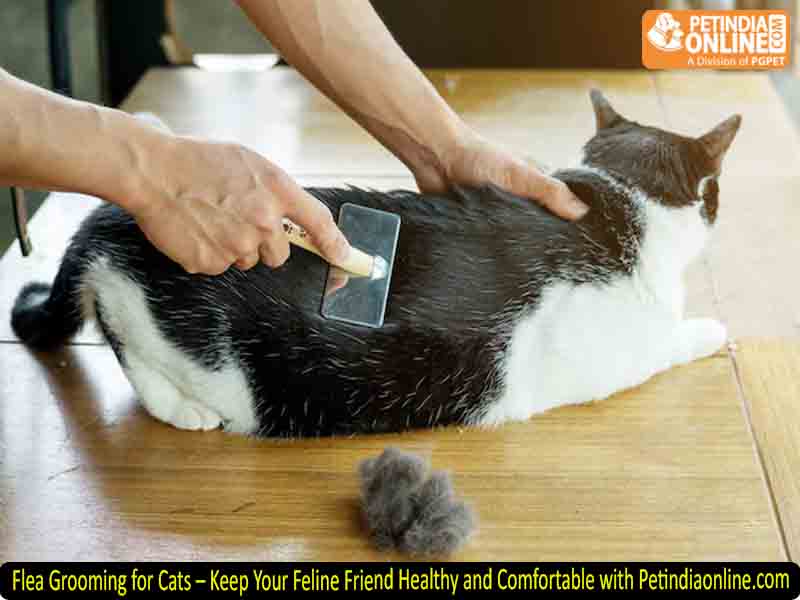 Flea Grooming for Cats – Keep Your Feline Friend Healthy and Comfortable with Petindiaonline.com