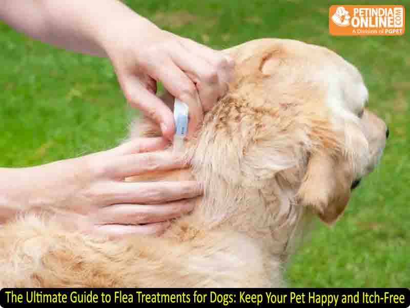 The Ultimate Guide to Flea Treatments for Dogs: Keep Your Pet Happy and Itch-Free