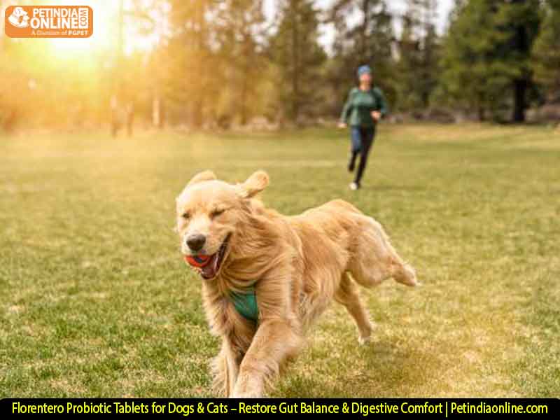 Florentero Probiotic Tablets for Dogs & Cats – Restore Gut Balance & Digestive Comfort | Petindiaonline.com
