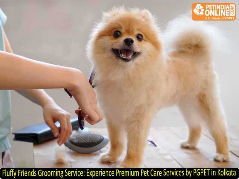 Fluffy Friends Grooming Service: Experience Premium Pet Care Services by PGPET in Kolkata
