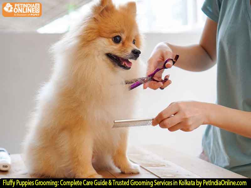 Fluffy Puppies Grooming: Complete Care Guide & Trusted Grooming Services in Kolkata by PetIndiaOnline.com