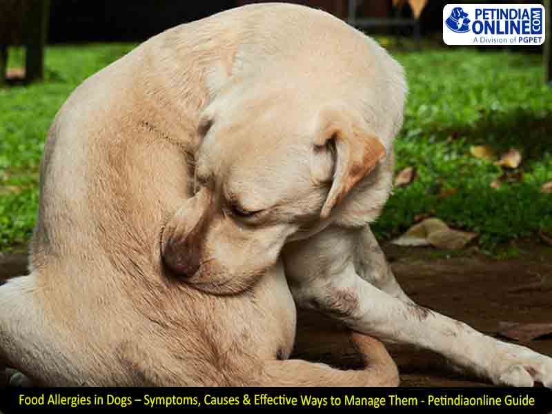 Food Allergies in Dogs – Symptoms, Causes & Effective Ways to Manage Them - Petindiaonline Guide
