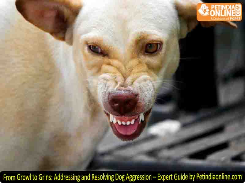 From Growl to Grins: Addressing and Resolving Dog Aggression – Expert Guide by Petindiaonline.com