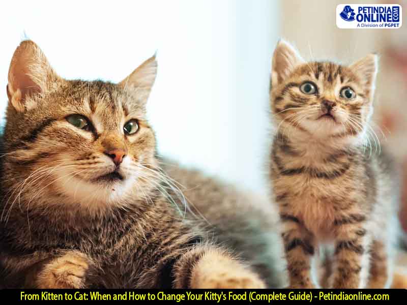 From Kitten to Cat: When and How to Change Your Kitty's Food (Complete Guide) - Petindiaonline.com