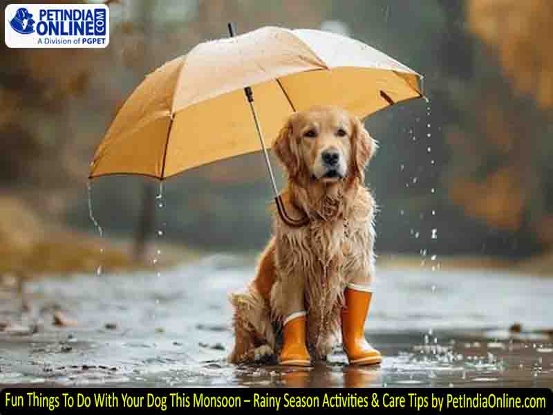 Fun Things To Do With Your Dog This Monsoon – Rainy Season Activities & Care Tips by PetIndiaOnline.com