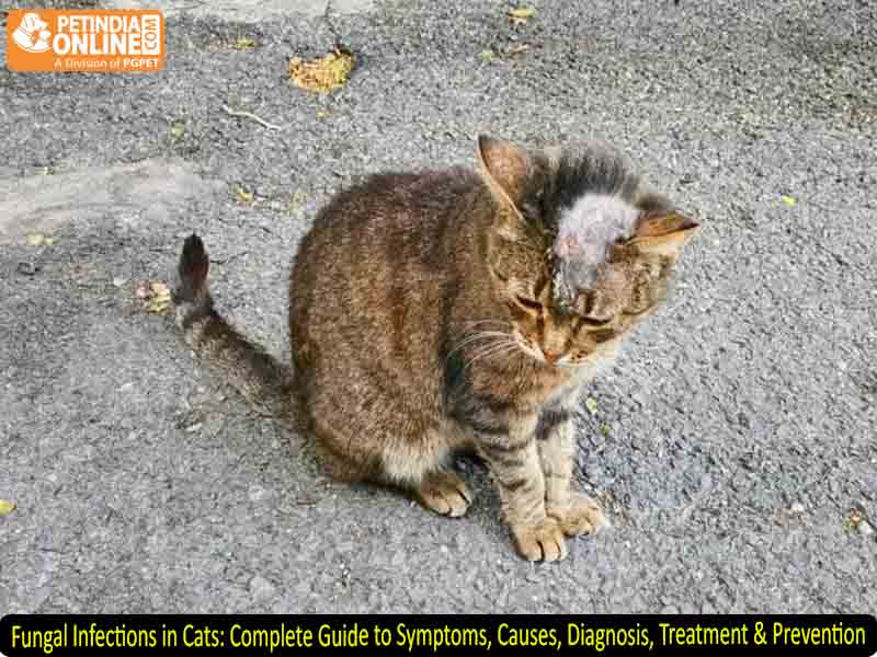 Fungal Infections in Cats: Complete Guide to Symptoms, Causes, Diagnosis, Treatment & Prevention