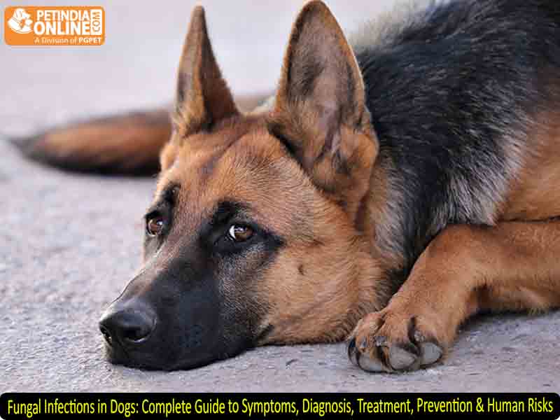 Fungal Infections in Dogs: Complete Guide to Symptoms, Diagnosis, Treatment, Prevention & Human Risks