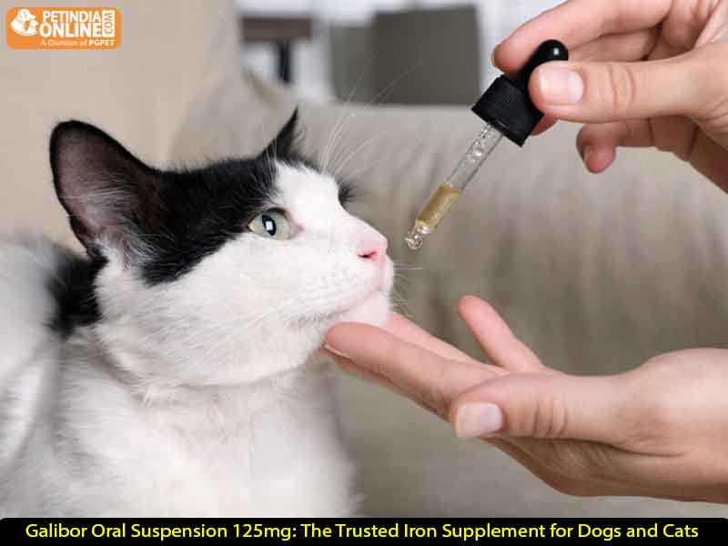 Galibor Oral Suspension 125mg: The Trusted Iron Supplement for Dogs and Cats