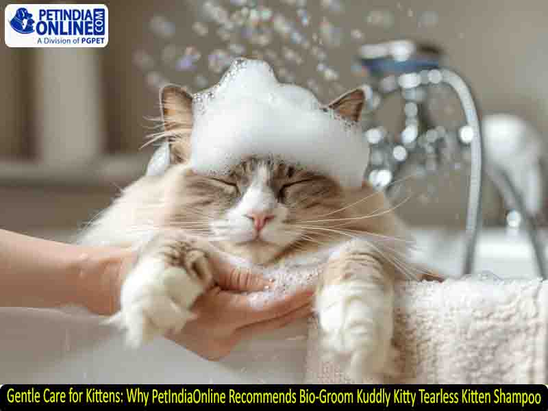 Gentle Care for Kittens: Why PetIndiaOnline Recommends Bio-Groom Kuddly Kitty Tearless Kitten Shampoo