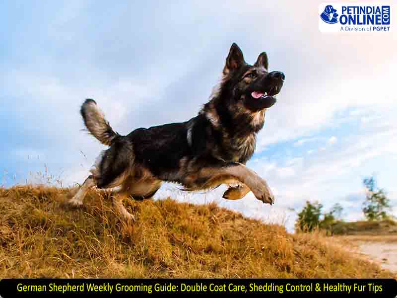 German Shepherd Weekly Grooming Guide: Double Coat Care, Shedding Control & Healthy Fur Tips