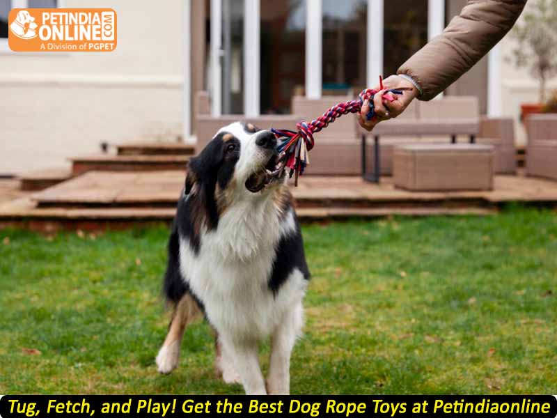 Tug, Fetch, and Play! Get the Best Dog Rope Toys at Petindiaonline